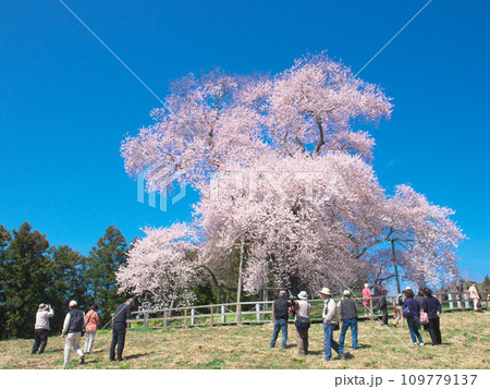 一本桜 - 花見客で賑わう戸津辺の桜 一本桜 - 花見客で賑わう戸津辺の桜 109779137