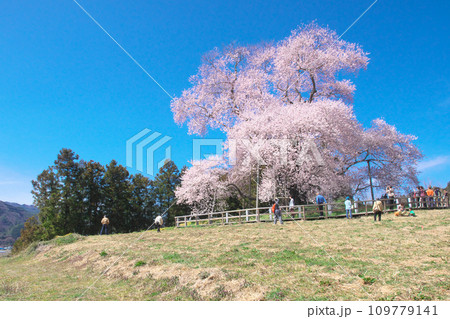 一本桜 - 花見客で賑わう戸津辺の桜 109779141