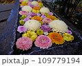 水に浮かぶ花手水 109779194