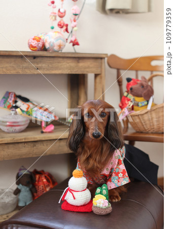 正月を楽しむダックスフンド 109779359