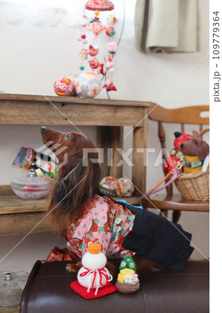 正月を楽しむダックスフンド 109779364