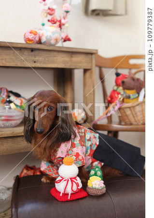 正月を楽しむダックスフンド 109779387