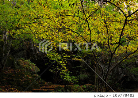 釈尊寺参道の風景 109779482