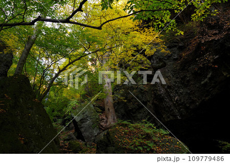 釈尊寺参道の風景 109779486