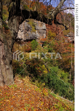 釈尊寺の紅葉 109779573