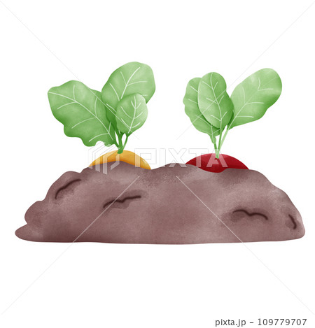 watercolor illustration of fresh red radishes isolated 109779707