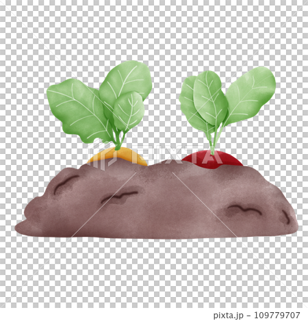 watercolor illustration of fresh red radishes isolated 109779707