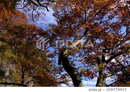 布引観音の紅葉 布引観音の紅葉 109779937