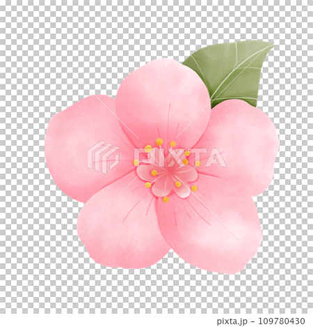 Sakura flower 109780430