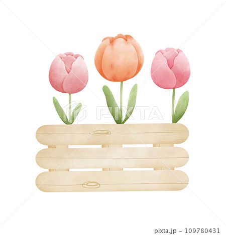 Spring tulip in the wooden box 109780431