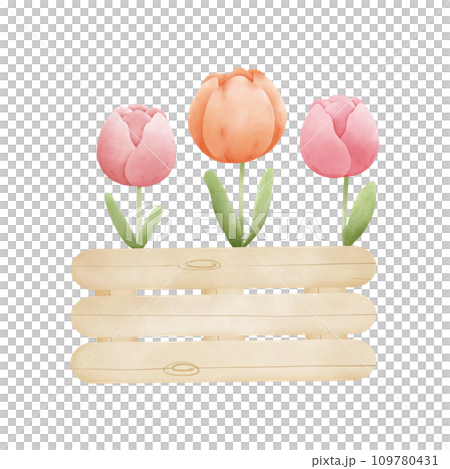 Spring tulip in the wooden box 109780431