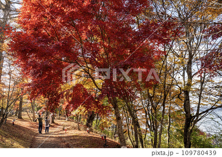 山中湖 夕焼けの渚・紅葉まつり 会場内の風景 山中湖 夕焼けの渚・紅葉まつり 会場内の風景 109780439