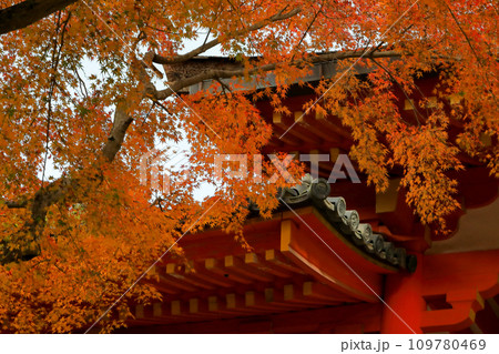世界遺産　春日大社　南門の紅葉 109780469
