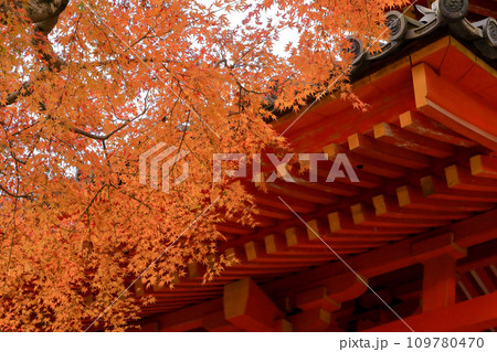 世界遺産　春日大社　南門の紅葉 109780470