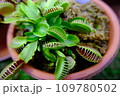 鉢植えの食虫植物 109780502