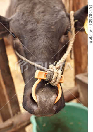 畜産農家 畜産農家 109780559