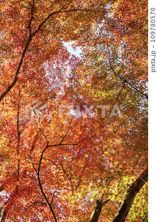 紅葉の世界に包まれて 109780570