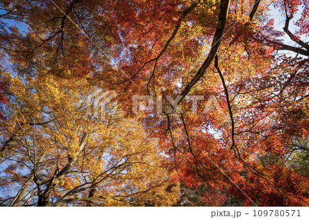 紅葉の世界に包まれて 109780571