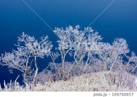 霧氷のダケカンバ 霧氷のダケカンバ 109780657