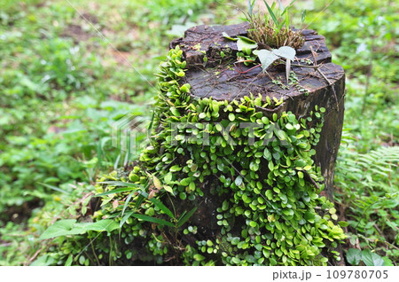 切り株に張り付くマメヅタ 109780705