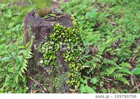 切り株に張り付くマメヅタ 109780706
