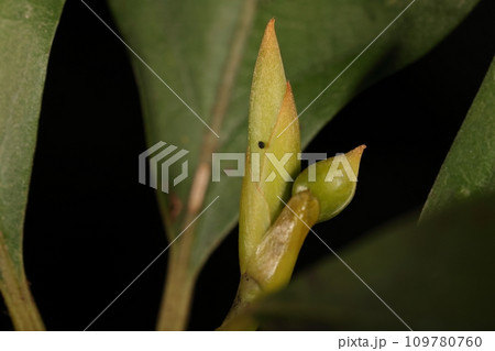 自然　植物　クロモジ、秋の冬芽。冬に落葉する葉が緑色の内に冬芽が準備されています 109780760