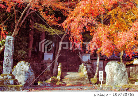 滋賀県大津市の西教寺境内の秋景色 109780768