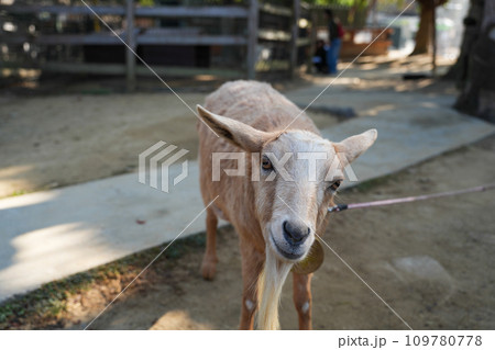 動物と触れ合える「しろとり動物園」 動物と触れ合える「しろとり動物園」 109780778