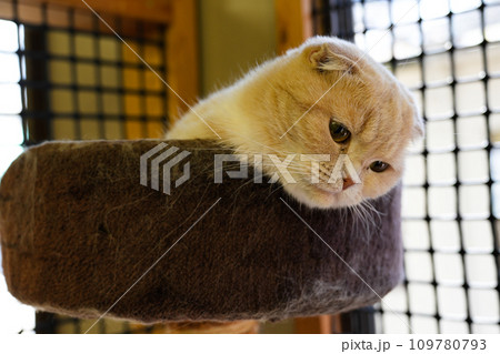 動物と触れ合える「しろとり動物園」 動物と触れ合える「しろとり動物園」 109780793