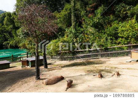 動物と触れ合える「しろとり動物園」 動物と触れ合える「しろとり動物園」 109780805