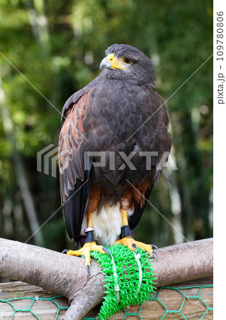 動物と触れ合える「しろとり動物園」 動物と触れ合える「しろとり動物園」 109780806