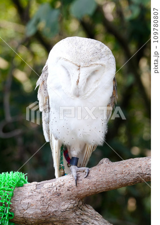 動物と触れ合える「しろとり動物園」 動物と触れ合える「しろとり動物園」 109780807