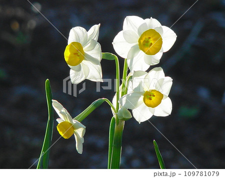 冬の花壇に咲くニホンスイセンの白い花　花(2月)ニホンスイセン(日本水仙)17H4.3 109781079