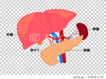 肝臟、胰臟和脾臟各部位的名稱 109781179