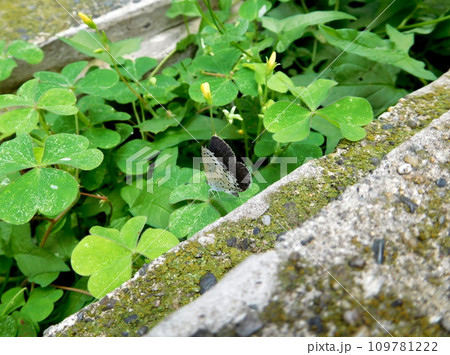 ヤマトシジミ ヤマトシジミ 109781222