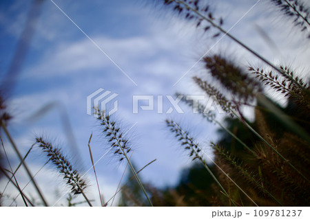 大地にしっかり根を張り、空を見上げるチカラシバ 109781237