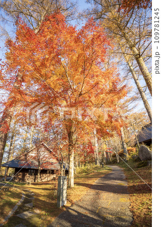 山中湖　秋色に染まる「文学の森」内の風景 109781245