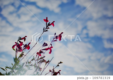 「燃ゆる思い」の花言葉、燃ゆる憧れを空へ投げかけるチェリーセージ 109781319