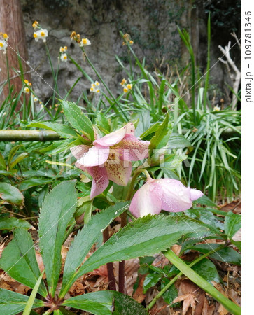 鎌倉 明月院 クリスマスローズ 鎌倉 明月院 クリスマスローズ 109781346