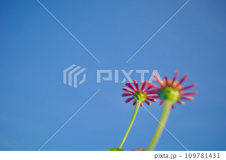 「遠い友を思う」の花言葉、寄り添う百日草 「遠い友を思う」の花言葉、寄り添う百日草 109781431