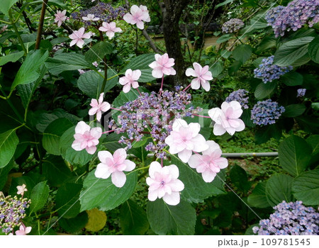 京都 梅宮大社 アジサイ 京都 梅宮大社 アジサイ 109781545