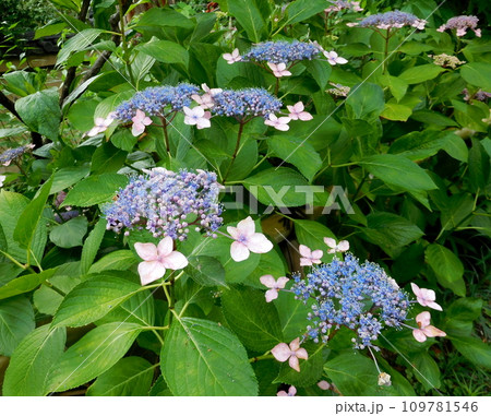 京都 梅宮大社 アジサイ 京都 梅宮大社 アジサイ 109781546