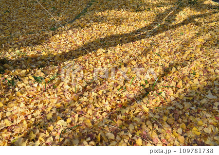 イチョウの葉を踏みしめて影を追う イチョウの葉を踏みしめて影を追う 109781738