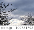 冬の空の朝焼けと木の枝がある風景 109781792