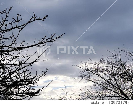 冬の空の朝焼けと木の枝がある風景 冬の空の朝焼けと木の枝がある風景 109781792