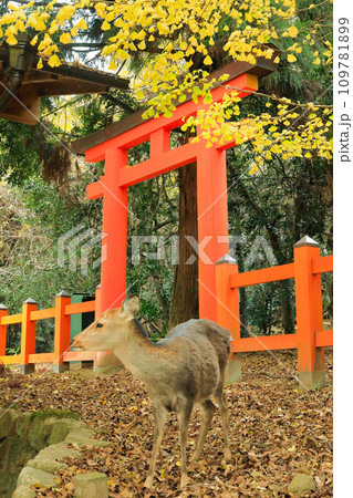 世界遺産 春日大社 御蓋山浮雲峰遥拝所 世界遺産 春日大社 御蓋山浮雲峰遥拝所 109781899