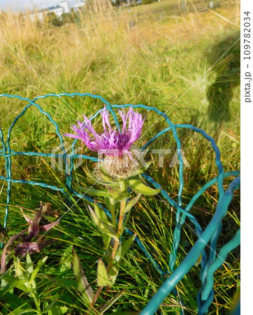 アイスランド　夏　レイキャビーク　チョルトニン湖　アザミ 109782034