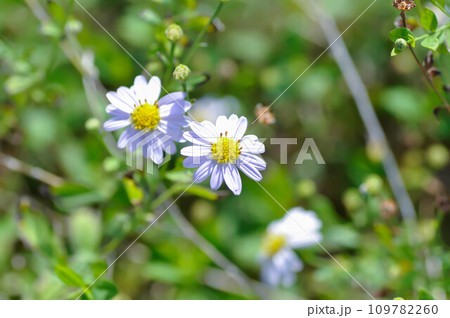 purple Bellis perennis , purple daisy or Aster tataricus or Tatarian Aster or Tatarian Daisy or Tatarinows Aster or Asteraceae or Astereae or Aster or Aster indicus or Kalimeris incisa or Blue Star 109782260
