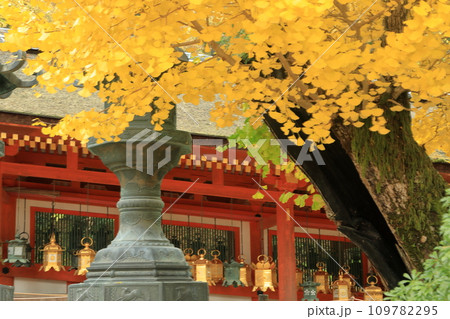 世界遺産 春日大社 御廊・中門の銀杏紅葉 世界遺産 春日大社 御廊・中門の銀杏紅葉 109782295