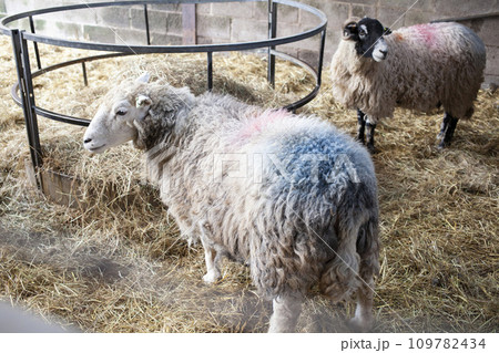 羊二匹 羊が2匹の写真素材 [109782434] - PIXTA